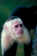 Capuchin Monkey Poster