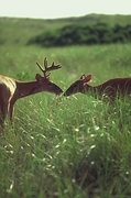 Deer Magnet