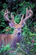 Deer Magnet