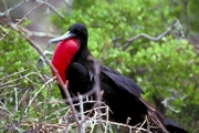 Frigatebird Magnet