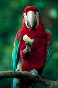 Macaw Magnet