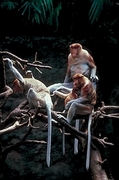 Proboscis Monkey Poster