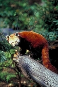 Red Panda Magnet