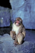 Rhesus Macaque Poster