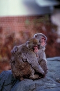 Rhesus Macaque Poster