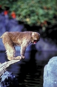 Rhesus Macaque Poster