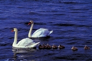 Swan Magnet