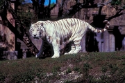 White Tiger Magnet