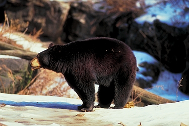 Black Bear