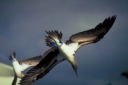 Blue-footed Booby Magnet