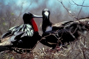 Frigatebird Magnet