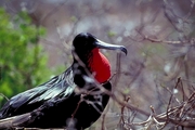 Frigatebird Magnet
