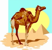 Camel Magnet