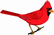 Cardinal T-Shirt