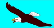 Eagle Magnet