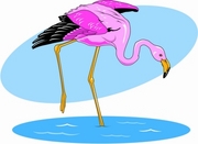 Flamingo Poster