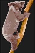 Koala T-Shirt