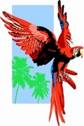 Macaw Poster