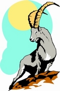 Mountain Goat Magnet