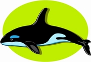 Orca Magnet