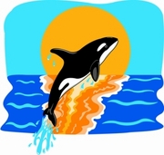 Orca Magnet
