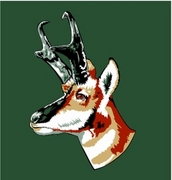 Pronghorn Magnet