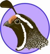 Quail Magnet
