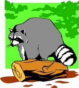 Raccoon T-Shirt