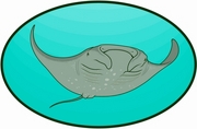 Ray Magnet