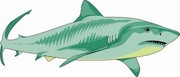 Shark Magnet