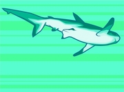 Shark Magnet
