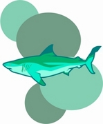 Shark Magnet