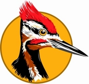 Woodpecker Poster