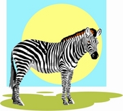 Zebra Magnet