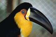 Ariel Toucan Magnet