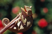 Chameleon T-Shirt