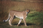 Cheetah T-Shirt
