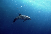 Dolphin Magnet