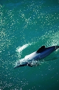 Dolphin Magnet