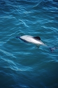 Dolphin Magnet