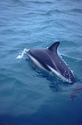 Dolphin Magnet