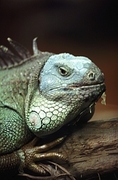 Iguana T-Shirt