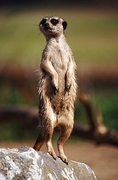 Meerkat T-Shirt