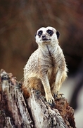 Meerkat T-Shirt