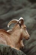Mountain Goat Magnet