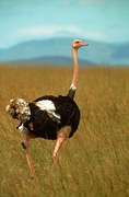 Ostrich Magnet