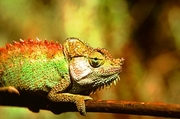 Panther Chameleon T-Shirt