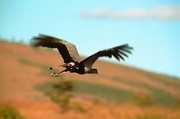 Vulture Magnet