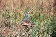 White-bellied Bustard Magnet