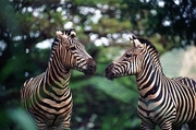 Zebra Magnet